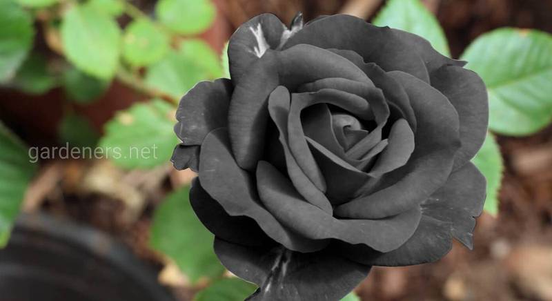 Чорна троянда росте лише в одному місці у світі