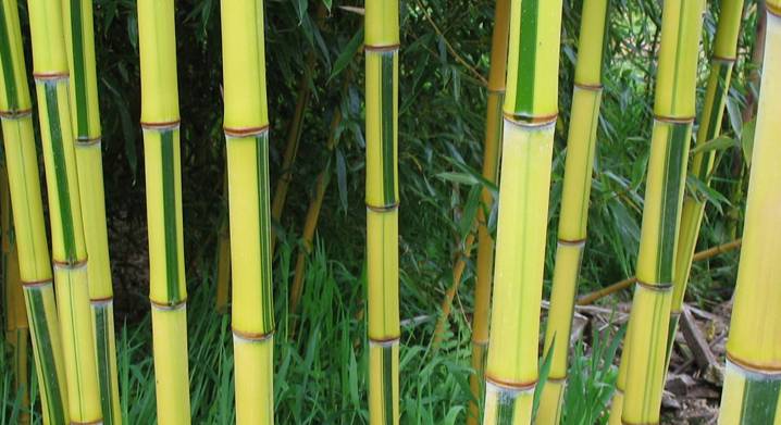 Морозостойкий высокий бамбук золотистоборозчатый "Спектабилис"