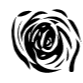 Rose Amor Украина | Стабилизированные цветы оптом