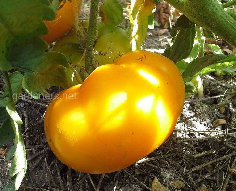 Сорт томата Желтый шар