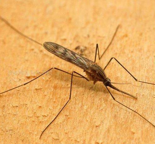Скільки видів комарів у Києві і чи є серед них небезпечні?