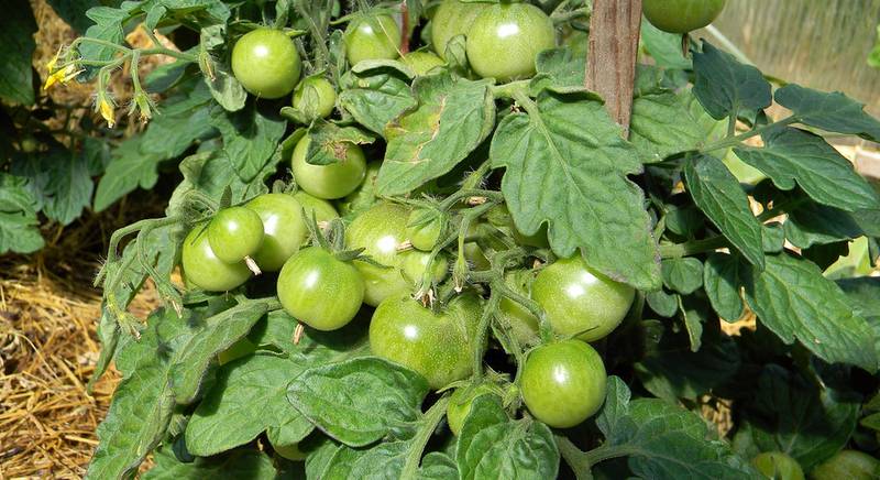 Прищипывание точки роста томатов: когда и зачем