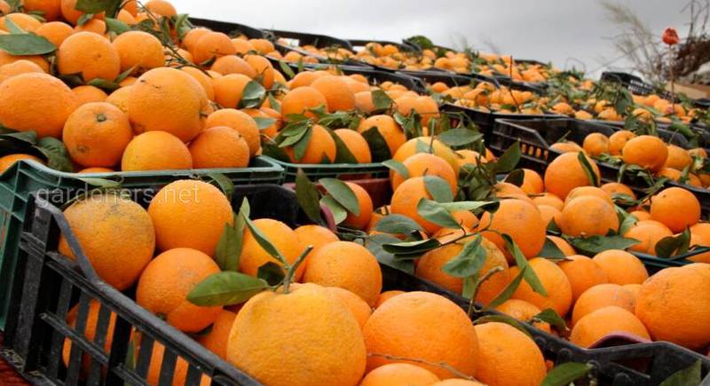 10 цікавих фактів про апельсини