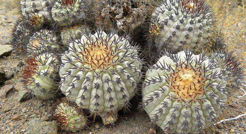 Коп'япоа: опис видів невеликого роду рідкісних кактусів