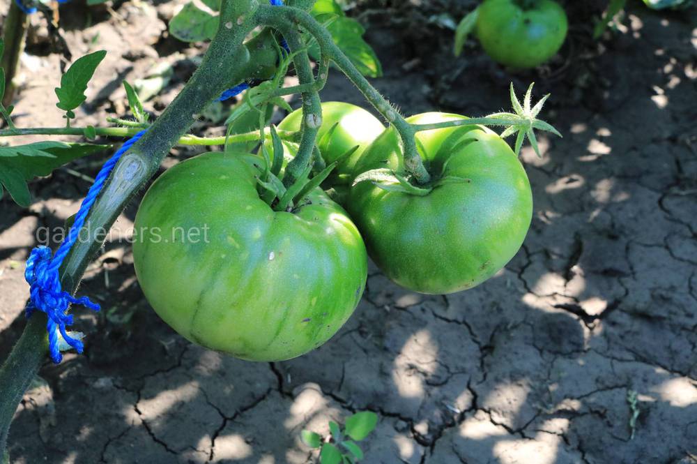 Экстренные меры для скорого созревания томатов