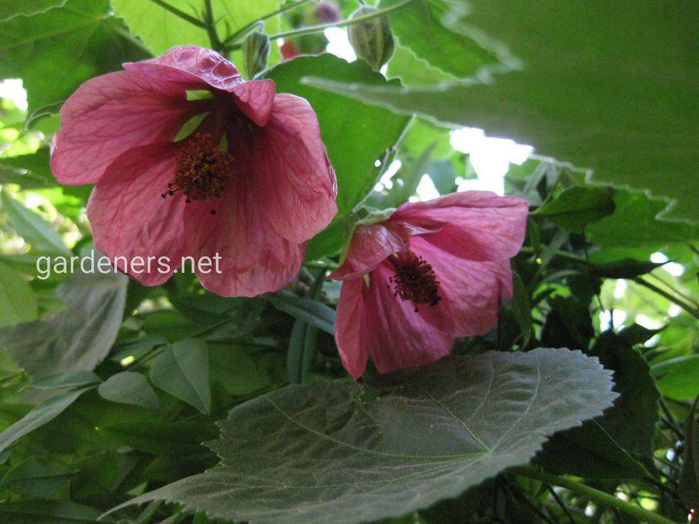 Pink Parasol