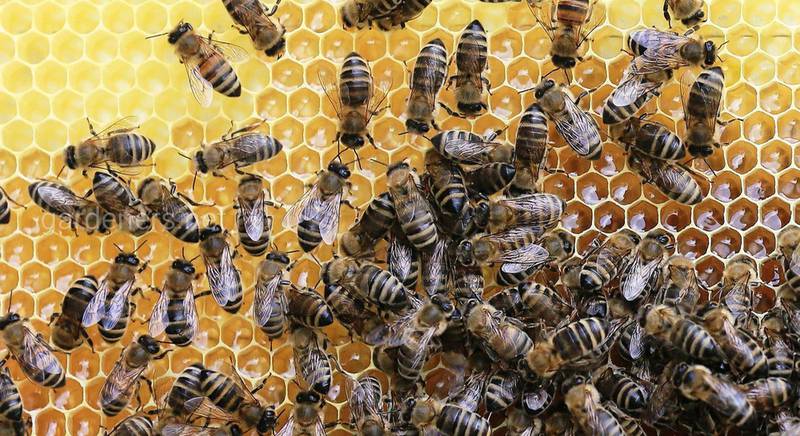 Величезна роль бджіл в екосистемі