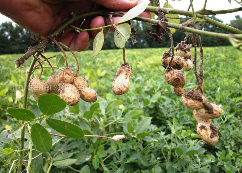 Как правильно собирать, хранить и сушить бобы арахиса?