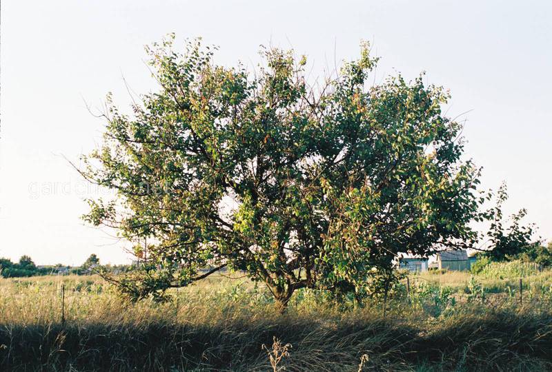 Загородная жизнь