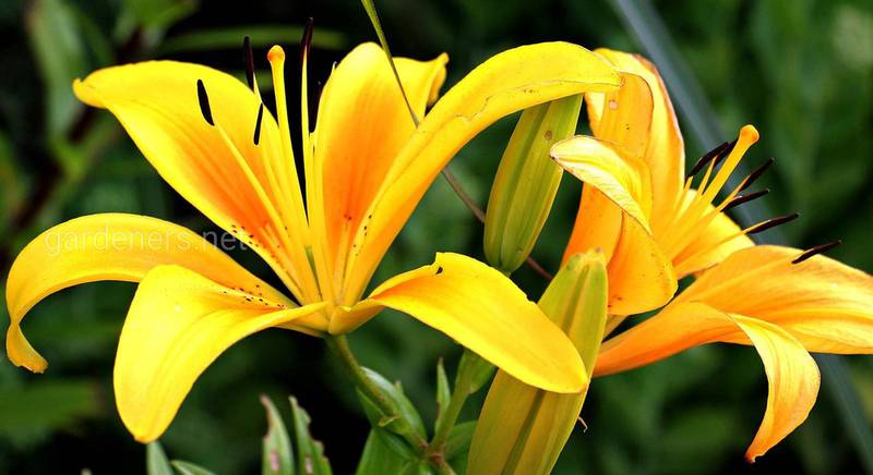 Лилии – это прекрасные цветы, которые станут украшением в саду