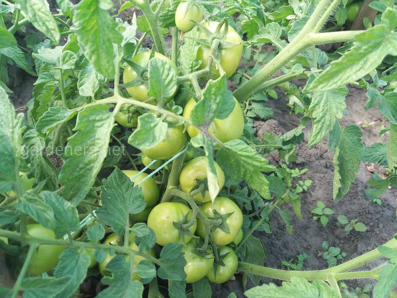 Почему не созревают томаты в теплице и открытом грунте? Часть 2