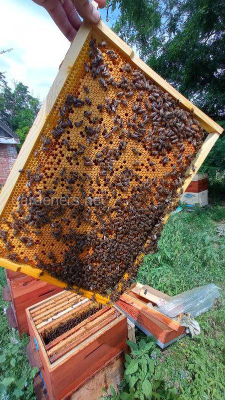 Як правильно годувати бджіл в серпні?