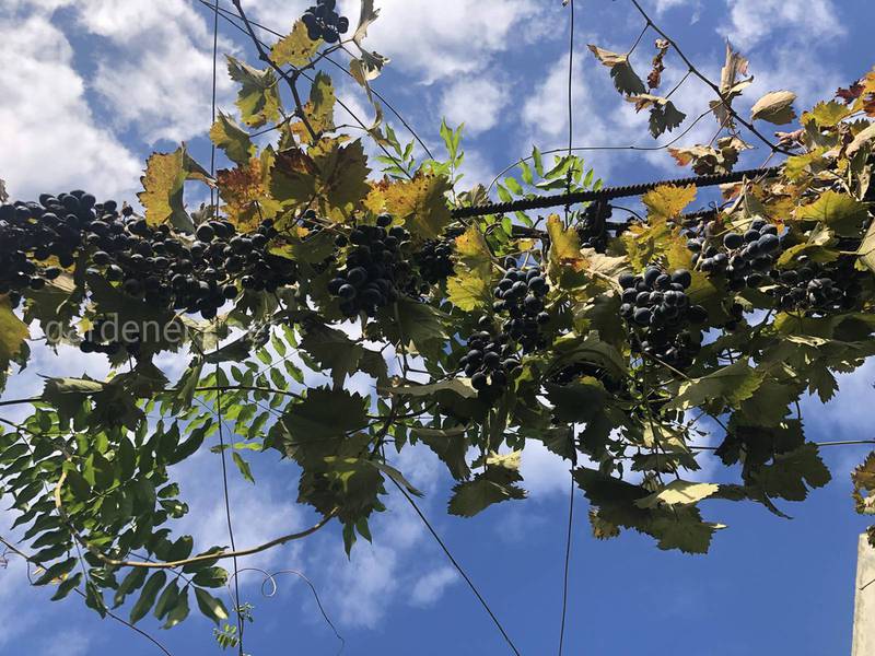Які цілющі властивості винограду, його листя та кісточок?