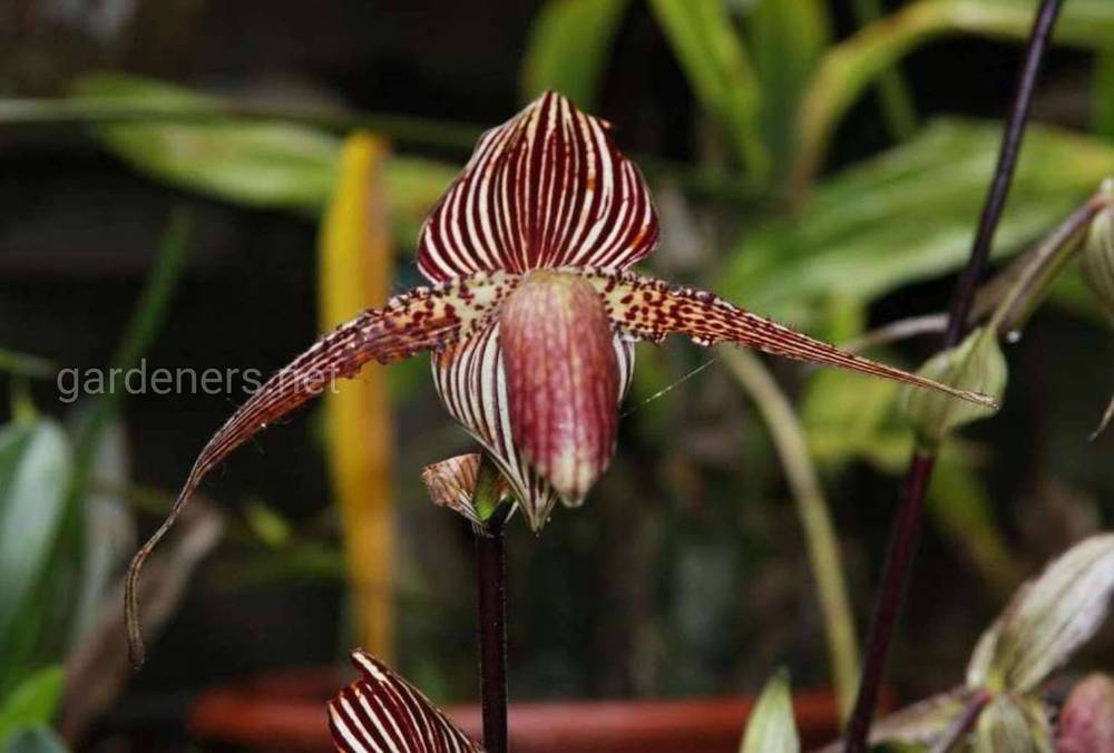 Орхидея “Золото Кинабалу”