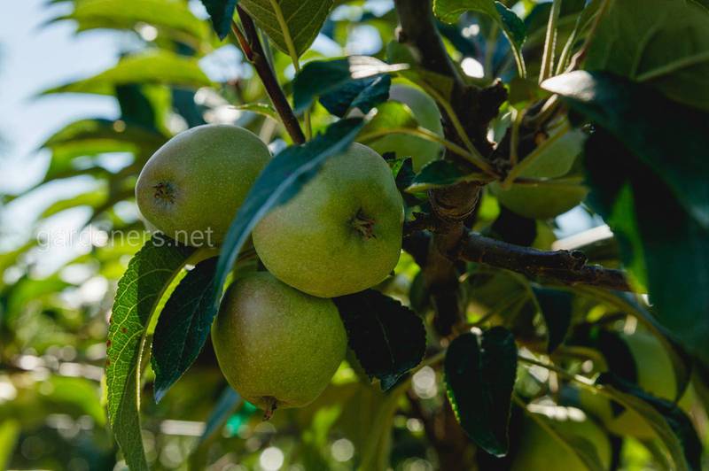 Чим корисні дикі яблука? При яких захворюваннях рекомендується їх вживання?