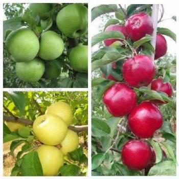 Как проводится химическое прореживание в проиводстве фруктов?