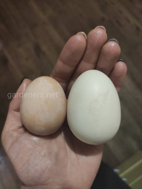 Польза домашних яиц