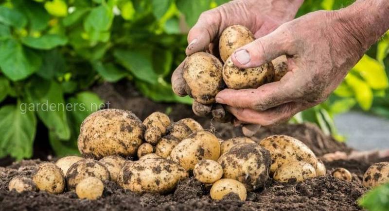 Що потрібно знати про вирощування картоплі?