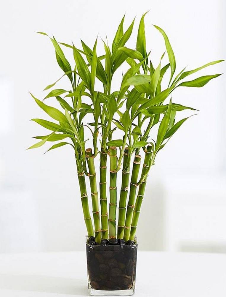 Комнатные растения бамбуковые фото и названия