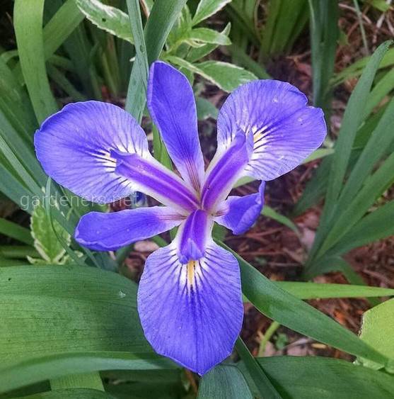 Iris  brevicaulis