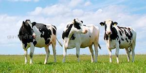 З яких причин передчасно оновлюють стадо дійних корів?