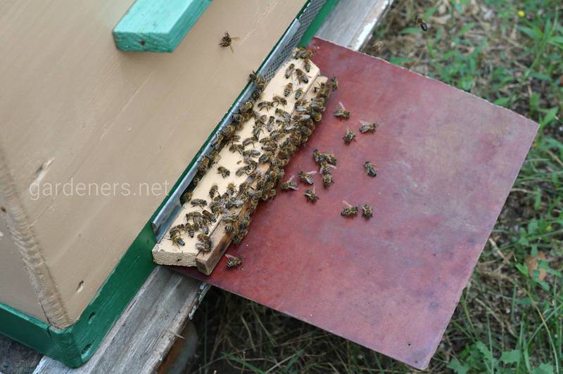 Как посыпка пчёл сахарной пудрой может помочь в диагностике и лечении пчёл от варроа?