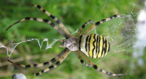 Аргіопа тигрова, павук-оса або павук-тигр - яскравий, привабливий та зовсім не беззахисний павук