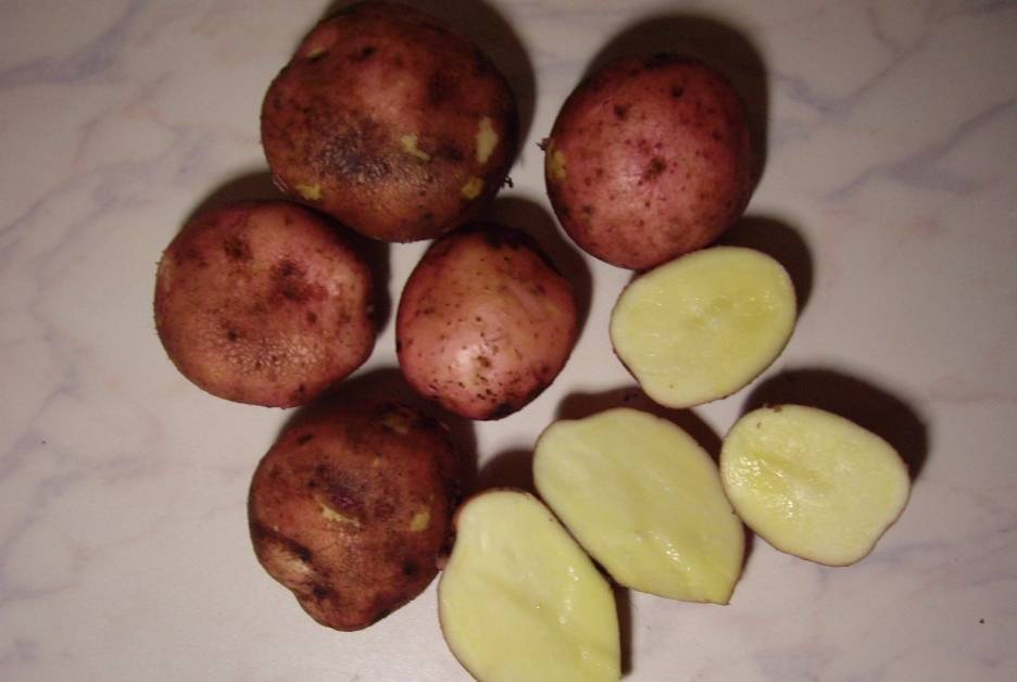 Сорт картофеля Журавинка