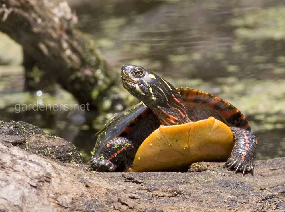 Пресноводные прудовые черепахи