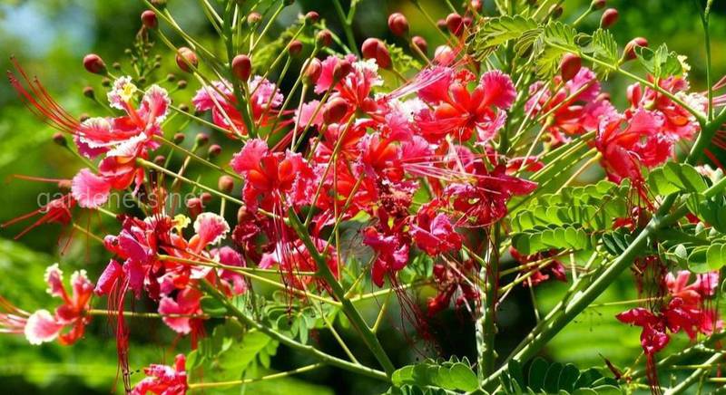 Цезальпиния: секреты успешного выращивания райского цветка