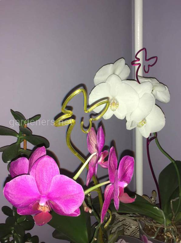 Орхидея "Фаленопсис"