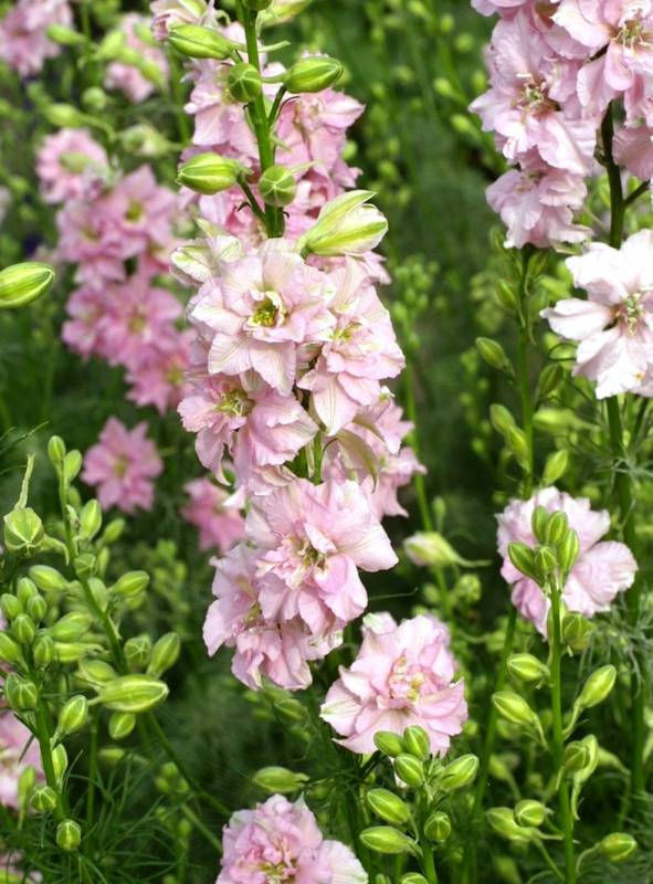 Дельфиниум (живокость, шпорник)