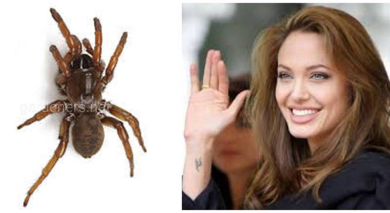 Елегантний павук названий іменем Анджеліни Джолі
