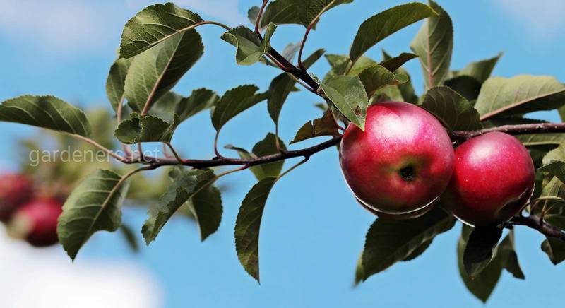 Как заморозить яблоки и зачем это делать