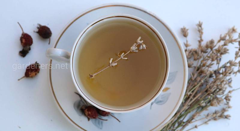 Як вилікувати кашель за допомогою чаю з лікарських рослин? Найкращі рецепти