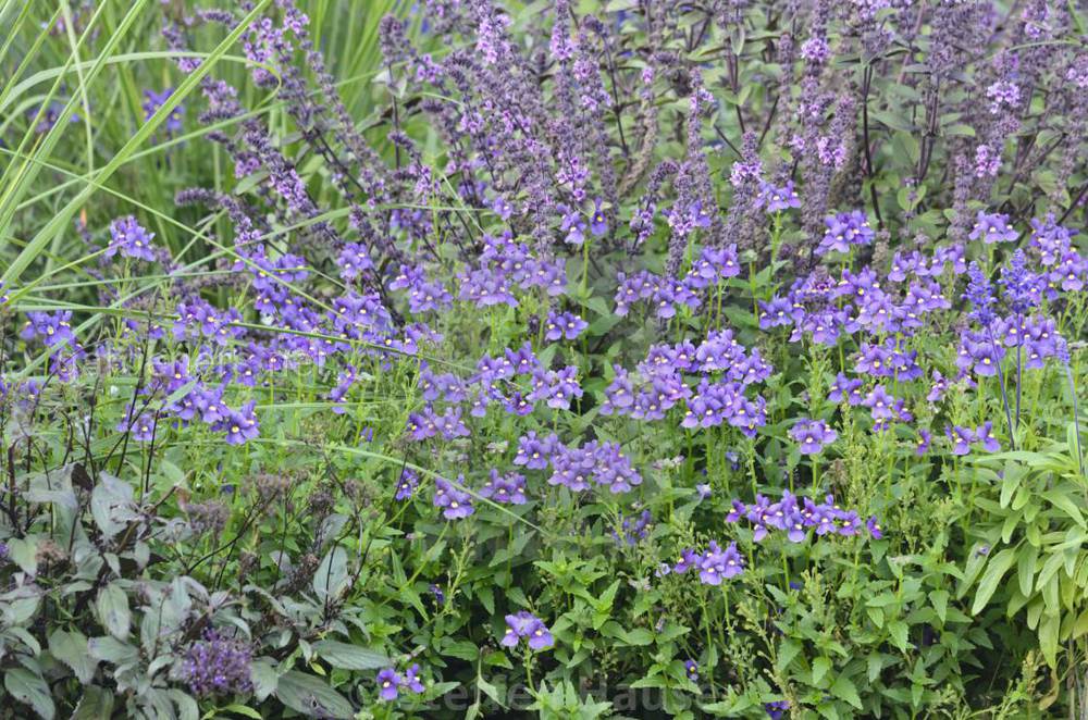 Nemesia Karoo «Dark Blue»