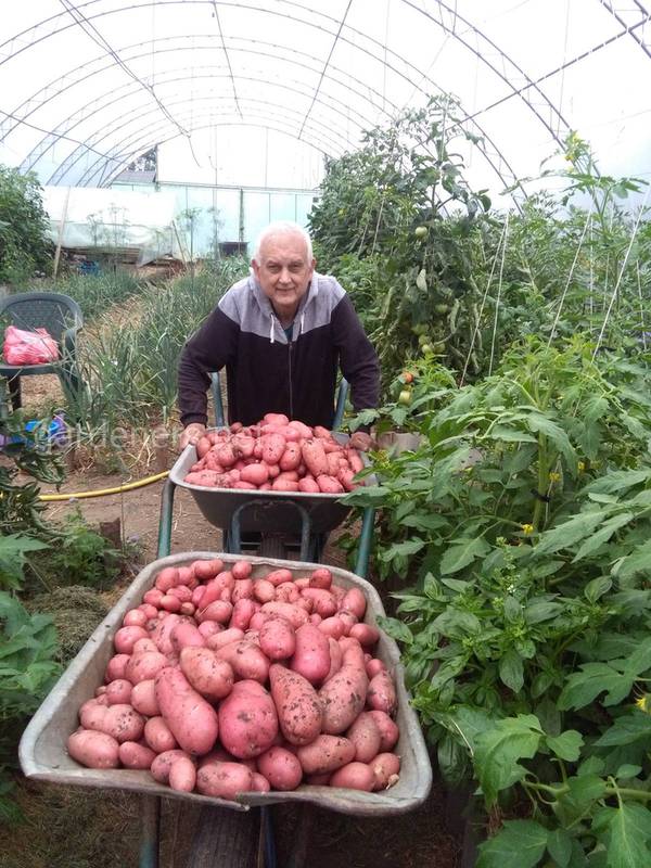Як збільшити врожай картоплі?