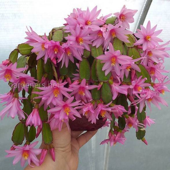 Великодній кактус: весняна квітка, яка не потребує особливого догляду