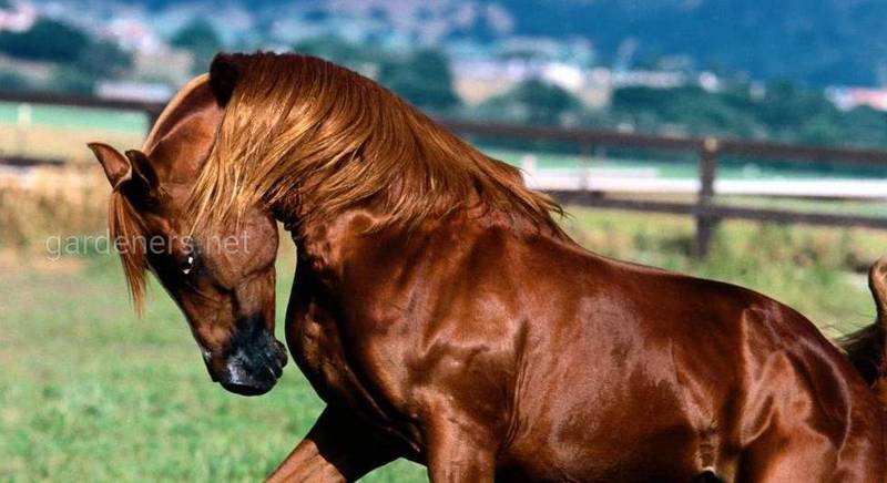 Какие необычные породы лошадей существуют на земле