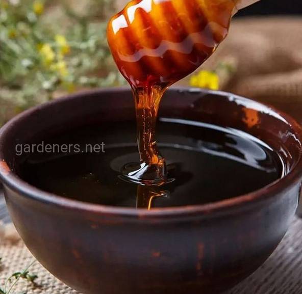 Як почати виробництво органічного меду?