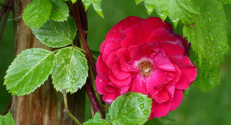 Плетистые розы в декорировании садовых участков и подворья: их плюсы и минусы
