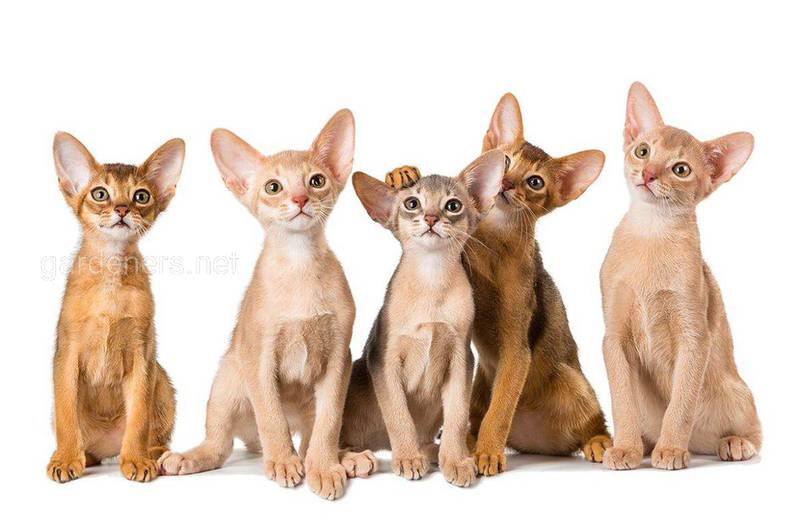 5 фактів про абісинських кішок 