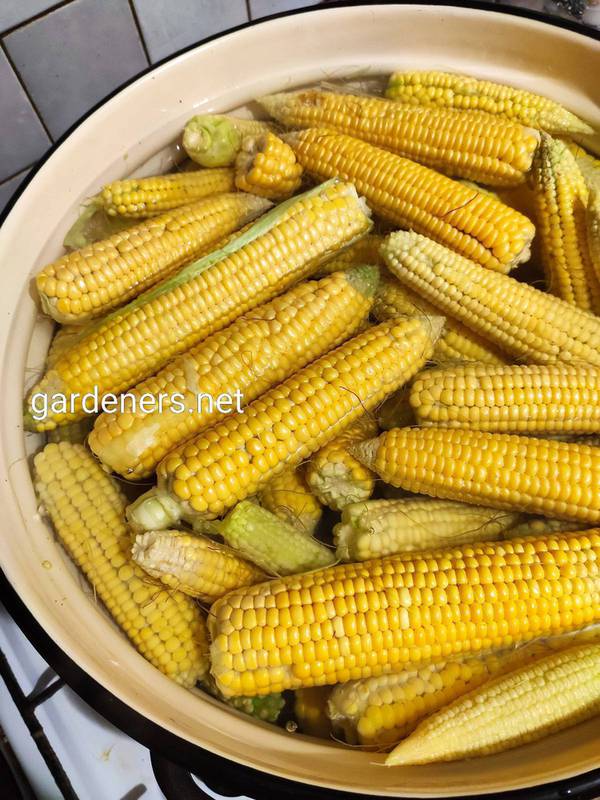 Как правильно готовить отварную кукурузу