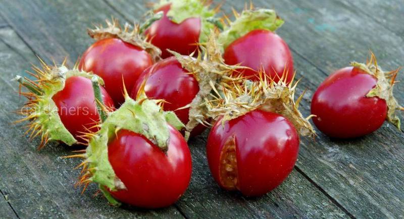 Дикобраз серед овочів: знайомимося з колючим томатом лічі