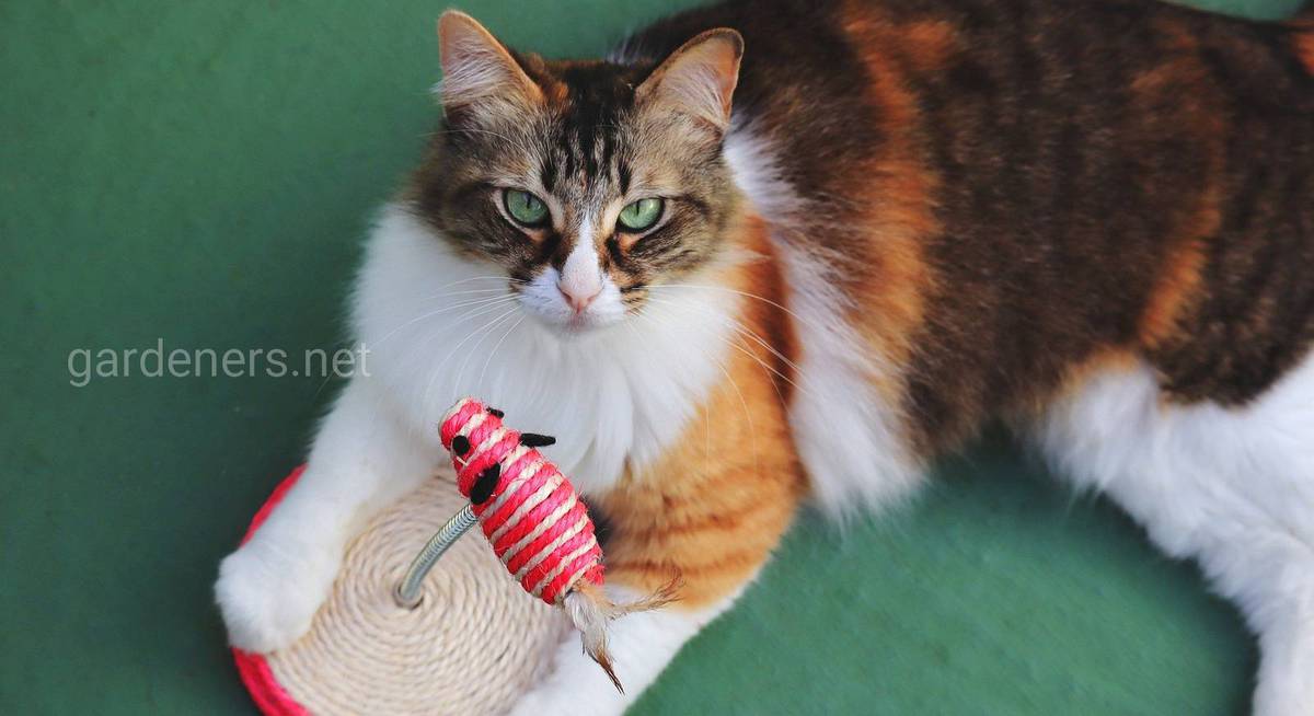 Как сделать игрушки для кошек своими руками | Огородники