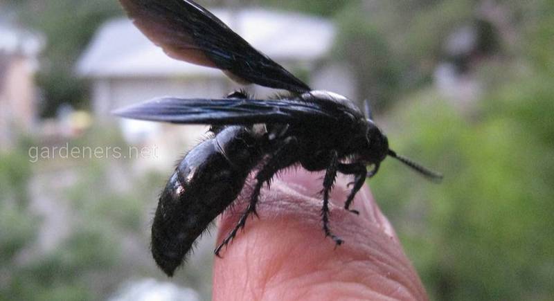 Интересные факты о черных осах: польза и вред насекомого 