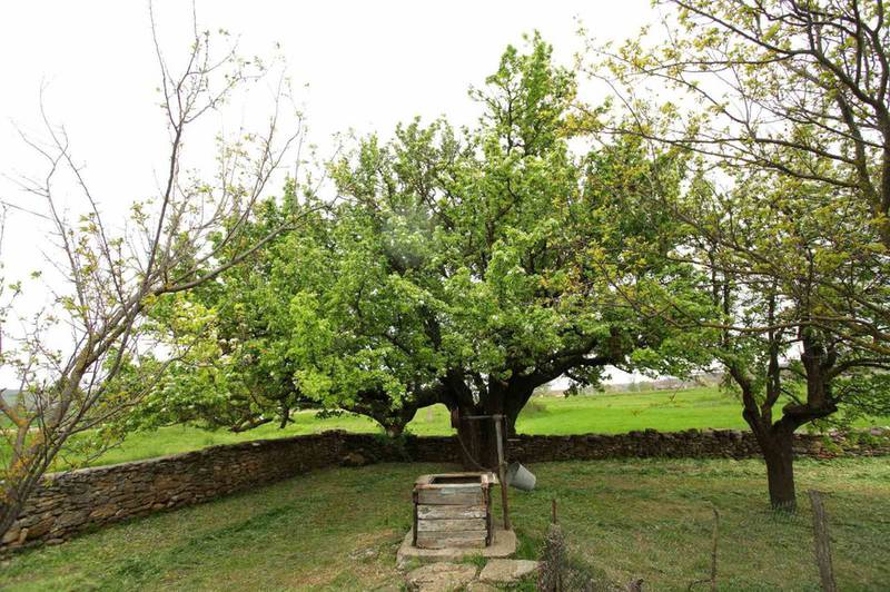  Адамовская груша - ботанический памятник природы 