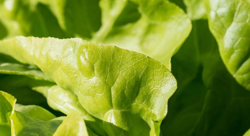 ТОП 10 Дуболистных сортов листового салата