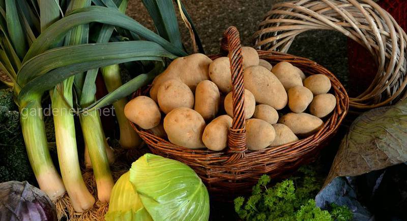 Как хранить свежие овощи. Способы хранения картофеля, моркови, свеклы, огурцов, томатов и капусты