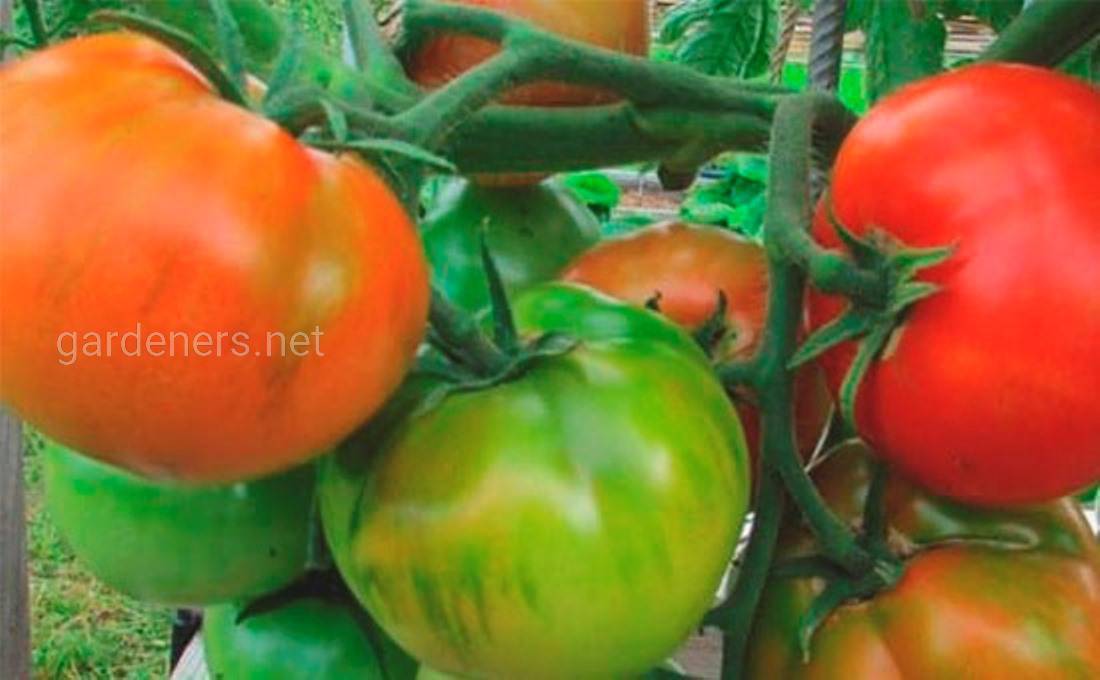 Сорт томата “Старосельский”